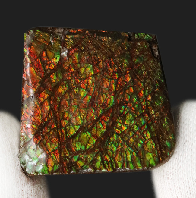 これぞアンモライト（Ammolite）の原石！キラキラと様々な色に輝く、まさに宝石のようなピース（その4）