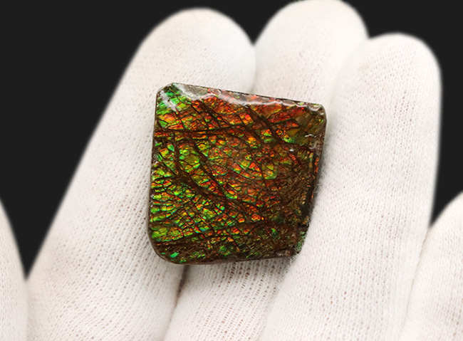 これぞアンモライト（Ammolite）の原石！キラキラと様々な色に輝く、まさに宝石のようなピース（その5）