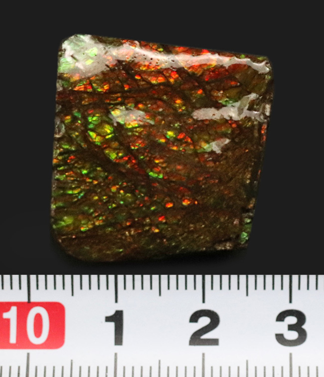 これぞアンモライト（Ammolite）の原石！キラキラと様々な色に輝く、まさに宝石のようなピース（その8）