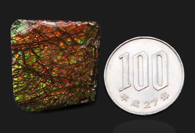 これぞアンモライト（Ammolite）の原石！キラキラと様々な色に輝く、まさに宝石のようなピース（その9）