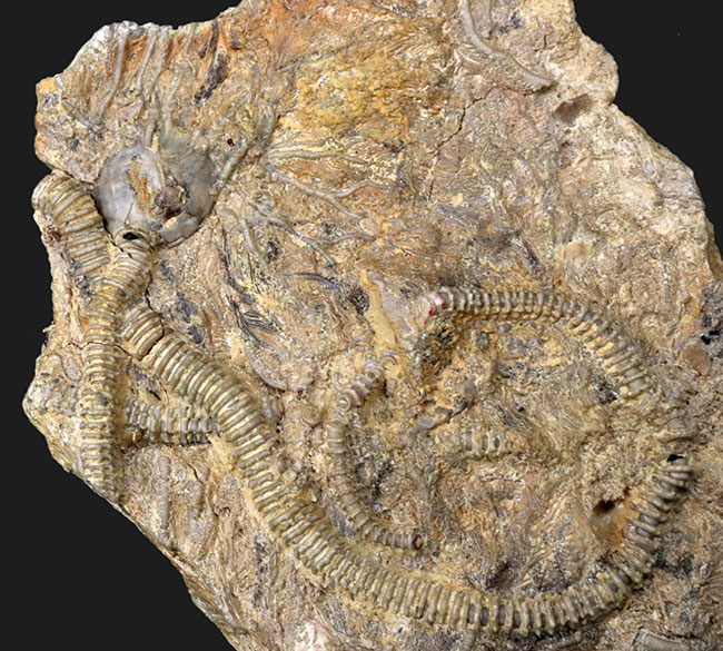 レア！くねくねと曲がり重なった肉茎が生々しく、そして美しい、希少なウミユリ、パラルケオクリヌス（Pararchaeocrinus  decoratus）の良質化石 化石 販売