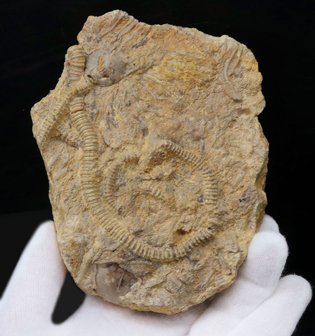 ウミユリ化石標本 - アンティーク/コレクション