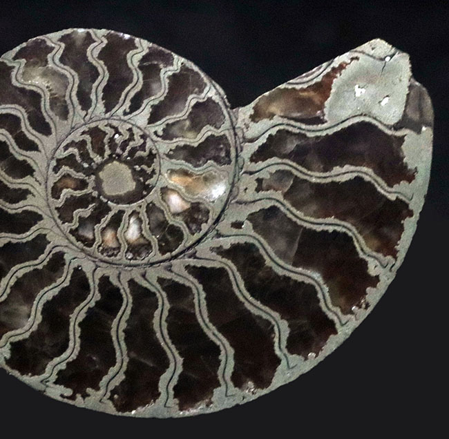 フランス・アヴェロン産、ジュラ紀前期の黄鉄鉱化アンモナイト（Annmonite）のスライス標本 アンモナイト 販売