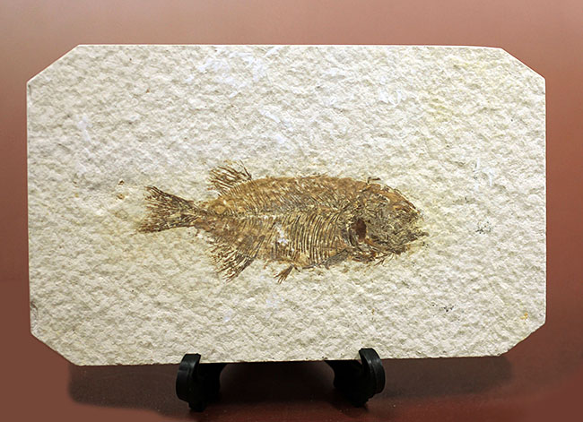 【化石】　魚化石　完全型　ゾルンホーフェン　額装：41×51㎝　石板：19×29㎝　ファレオドゥス　PHAREODUS　240518-25