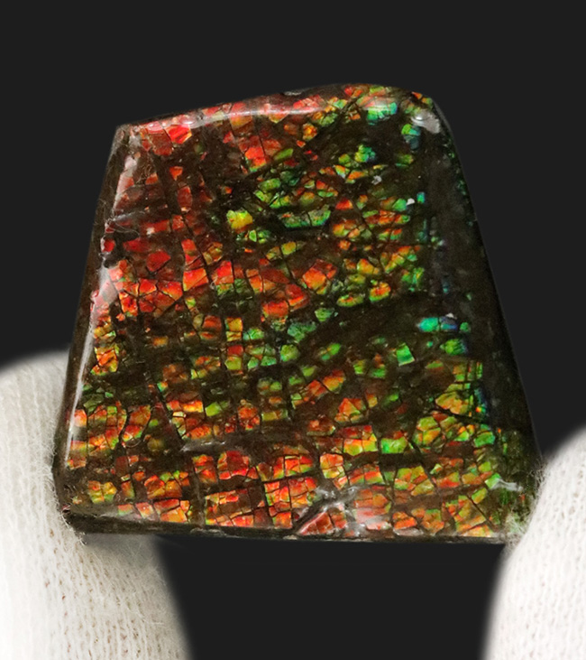 小型ながら素晴らしい輝き！ドラゴンスキン！カナダ・アルバータ州産の宝石、アンモライト（Ammolite）（その1）