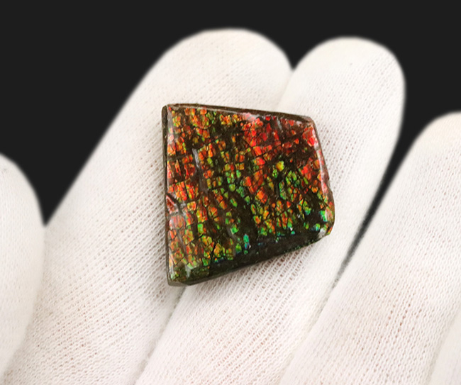 小型ながら素晴らしい輝き！ドラゴンスキン！カナダ・アルバータ州産の宝石、アンモライト（Ammolite）（その2）