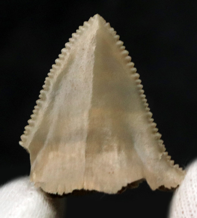 国産マニアックシリーズ！非常に珍しい国産（茨城県日立市）のサメの歯冠の化石（その1）