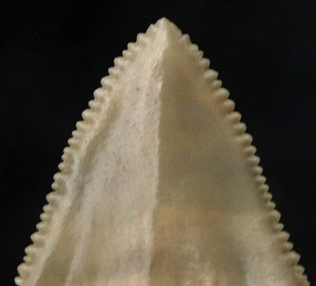 国産マニアックシリーズ！非常に珍しい国産（茨城県日立市）のサメの歯冠の化石（その2）