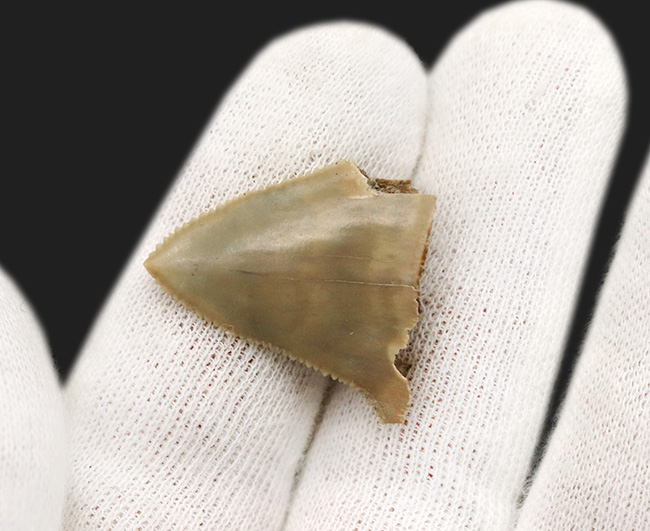 国産マニアックシリーズ！非常に珍しい国産（茨城県日立市）のサメの歯冠の化石（その3）