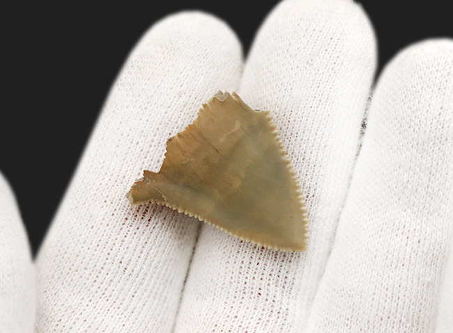国産マニアックシリーズ！非常に珍しい国産（茨城県日立市）のサメの歯冠の化石（その4）