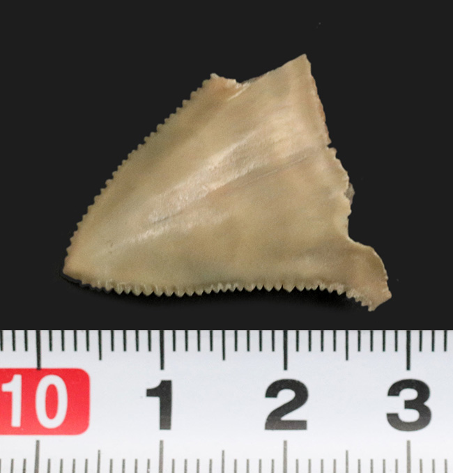 国産マニアックシリーズ！非常に珍しい国産（茨城県日立市）のサメの歯冠の化石（その6）