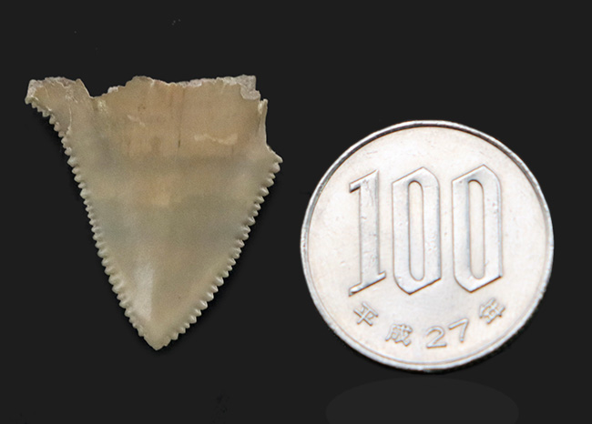 国産マニアックシリーズ！非常に珍しい国産（茨城県日立市）のサメの歯冠の化石（その7）