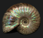 希少なブルーを呈する爽やかな一級標本！化石でありながらジェムのような輝きを放つ、マダガスカル産の遊色アンモナイト、クレオニセラス（Cleoniceras）