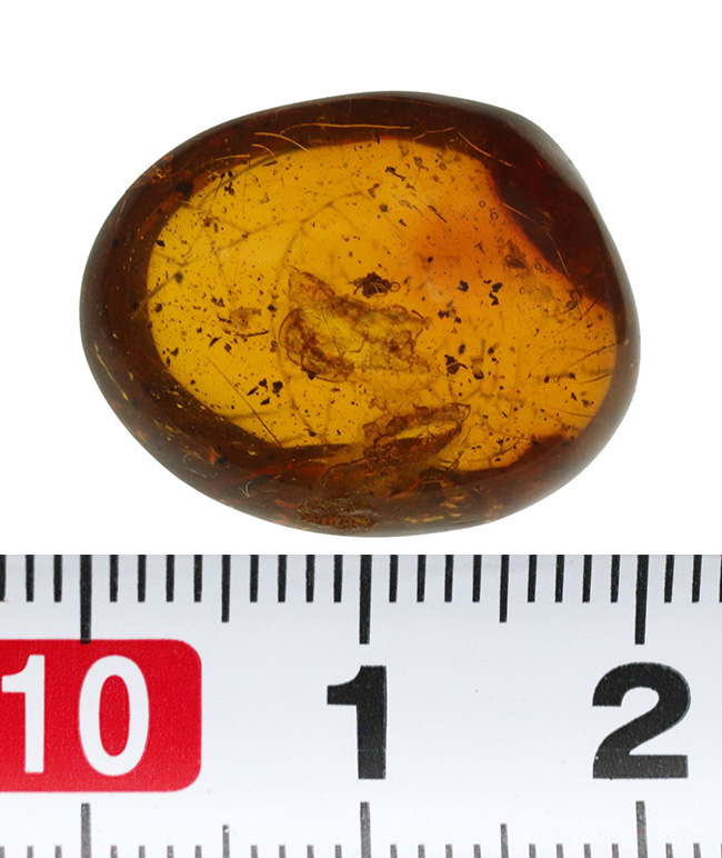 ジュラシックパークで注目を浴びた、あのドミニカ産の琥珀（Amber）（その8）