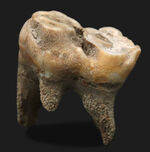 スーパーレア！希少アイテムならぬ珍品アイテム、２０１３年のツーソンミネラルショーでお披露目されたマダガスカル産の小型カバ（hippopotmus lemerlei）の臼歯の化石