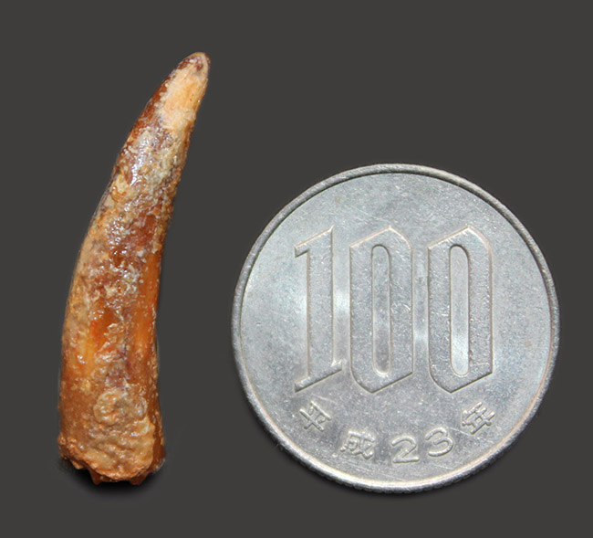 コロボリンクス 歯 [PT4] 化石 恐竜の歯