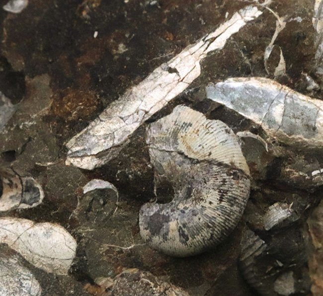 ザ・群集標本！北海道北部中川町の白亜紀の地層から採集されたフィロセラス（Phylloceras）、ポリプチコセラス（Polyptychoceras）を含む石塊（その3）