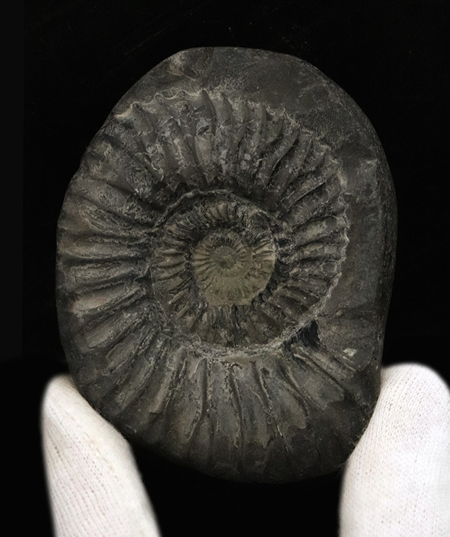 肋（ろく）の保存状態にご注目！オールドコレクション！ネパール・ヒマラヤ産のアンモナイト（Ammonite）（その1）