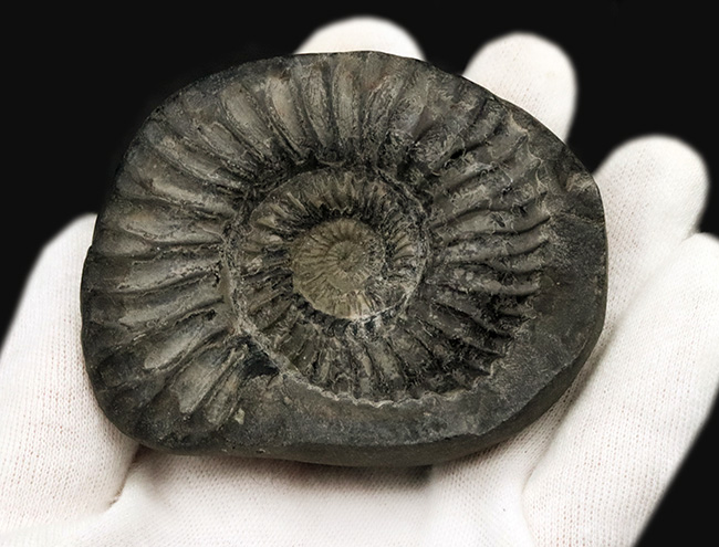 肋（ろく）の保存状態にご注目！オールドコレクション！ネパール・ヒマラヤ産のアンモナイト（Ammonite）（その2）