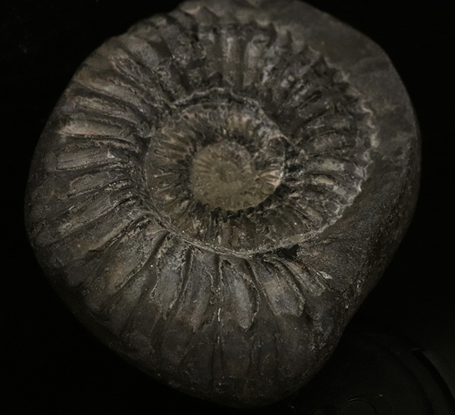 肋（ろく）の保存状態にご注目！オールドコレクション！ネパール・ヒマラヤ産のアンモナイト（Ammonite）（その3）