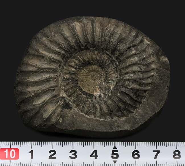 肋（ろく）の保存状態にご注目！オールドコレクション！ネパール・ヒマラヤ産のアンモナイト（Ammonite）（その6）