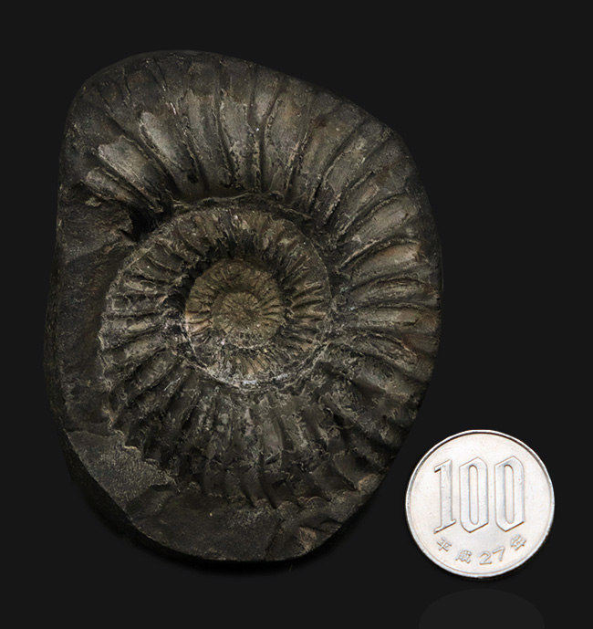 肋（ろく）の保存状態にご注目！オールドコレクション！ネパール・ヒマラヤ産のアンモナイト（Ammonite）（その7）