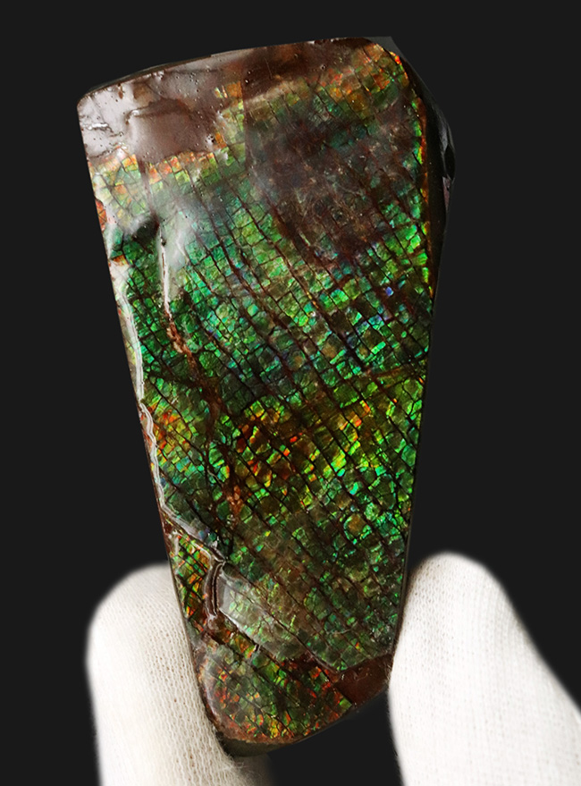 グリーンドラゴン、上質かつ大型！カナダ・アルバータ州産の宝石、アンモライト（Ammolite）のピース（その2）