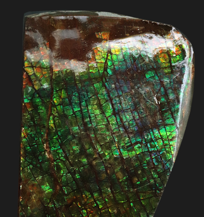 グリーンドラゴン、上質かつ大型！カナダ・アルバータ州産の宝石、アンモライト（Ammolite）のピース（その3）