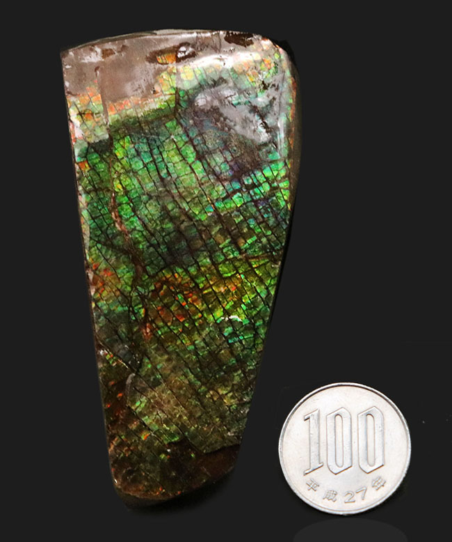 グリーンドラゴン、上質かつ大型！カナダ・アルバータ州産の宝石、アンモライト（Ammolite）のピース（その8）