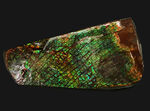 グリーンドラゴン、上質かつ大型！カナダ・アルバータ州産の宝石、アンモライト（Ammolite）のピース