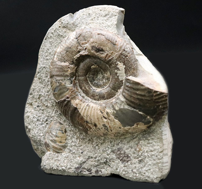 母岩との一体感が素晴らしい！北海道産の白亜紀後期のアンモナイト、メゾプゾシア・インドパシフィカ（Mesopuzosia indopacifica）の化石