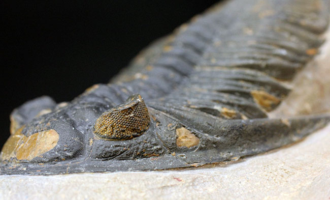 典型的で良形！デボン紀の大型の三葉虫、オドントチレ（Odontochile  hausmanni）の化石。立派なサイズ、状態の良い複眼、左右に伸びるgenal spineなど、特徴がよく現れた良質化石 三葉虫 販売