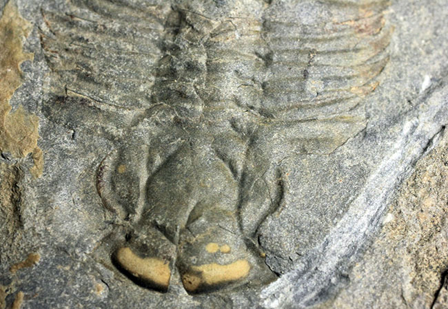 三葉虫 化石 Athabaskia - その他