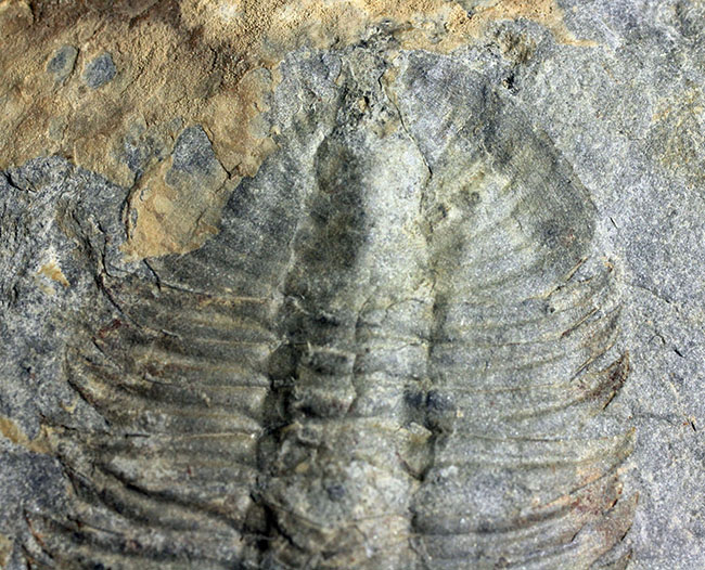三葉虫 化石 Athabaskia bithus | www.esn-ub.org
