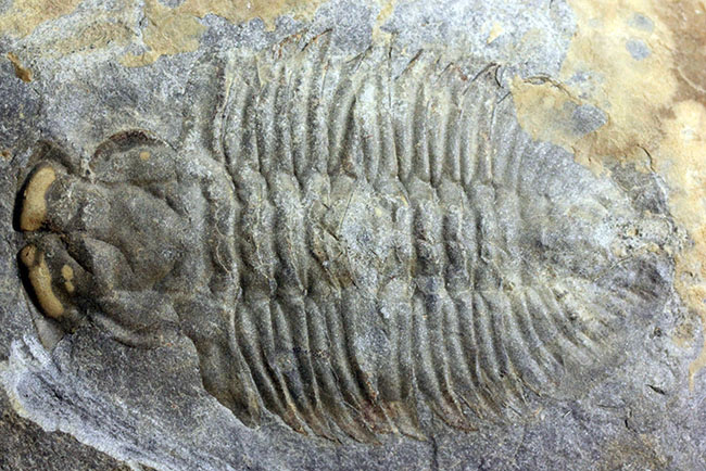 三葉虫 化石 Athabaskia bithus-