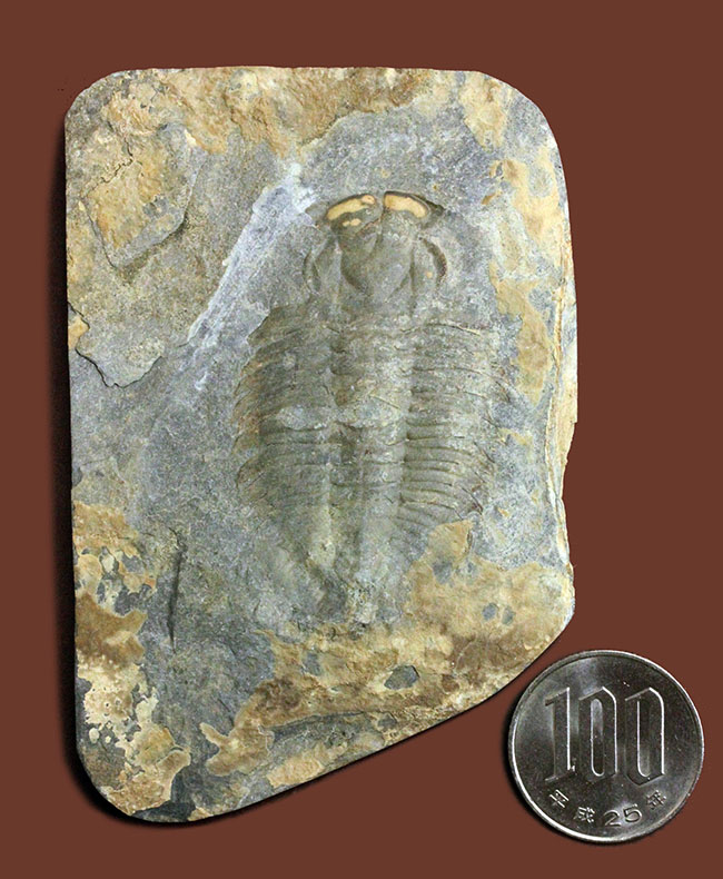 三葉虫 化石 Athabaskia bithus | www.esn-ub.org