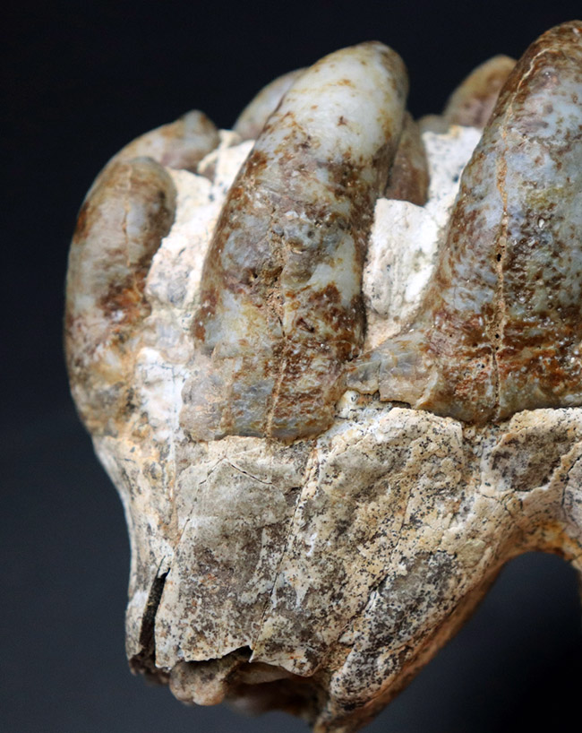 マストドン歯化石