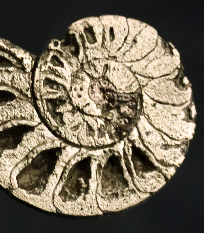 フランス・アヴェロン県のジュラ紀の地層で発見、採集された黄鉄鉱化アンモナイト（Ammonite）のハーフカット標本（その5）