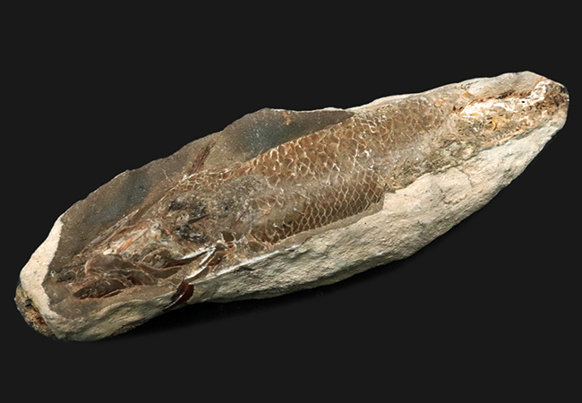 恐らくラコレピスと思われます水晶化ラコレピス 水晶化の進んだ魚類の化石 台座付き