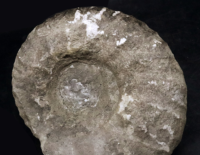 サービスプライス！モロッコの白亜紀の地層より採集されたアンモナイト（Ammonite）（その3）