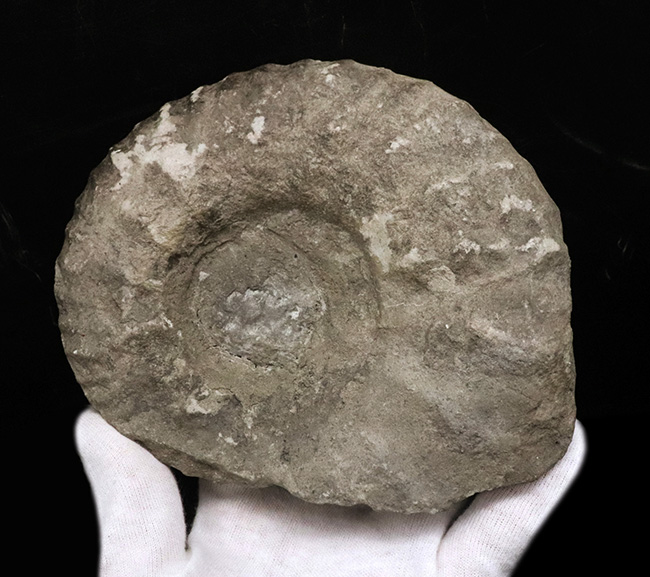 サービスプライス！モロッコの白亜紀の地層より採集されたアンモナイト（Ammonite）（その4）