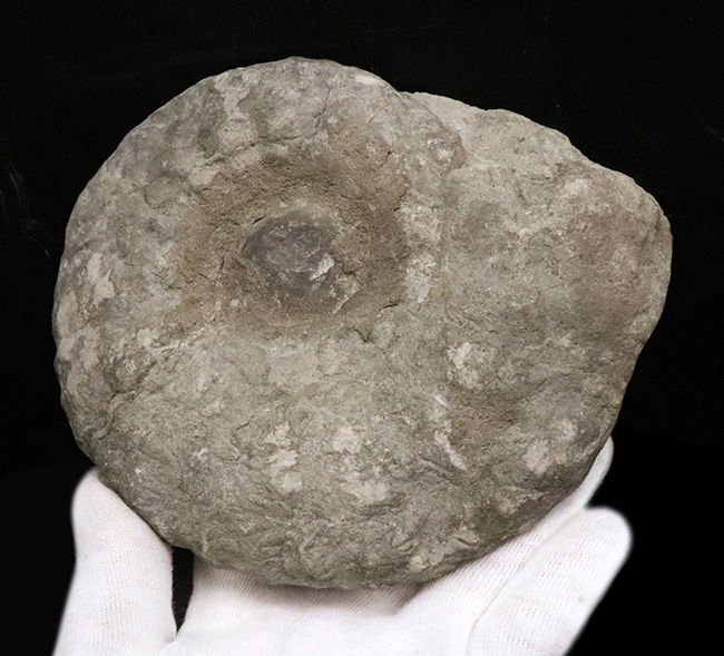 サービスプライス！モロッコの白亜紀の地層より採集されたアンモナイト（Ammonite）（その5）