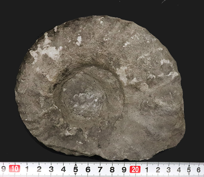 サービスプライス！モロッコの白亜紀の地層より採集されたアンモナイト（Ammonite）（その7）