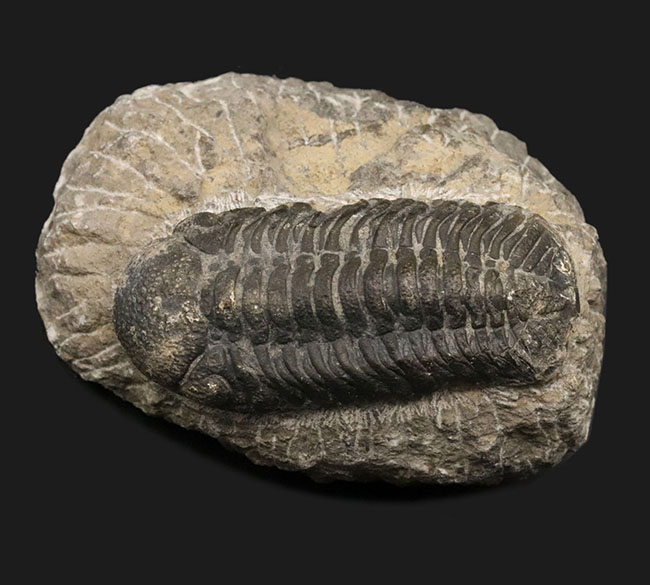 お1人様1点限り 化石 標本 三葉虫 ファコプス 36mm 美品 化石の人気 