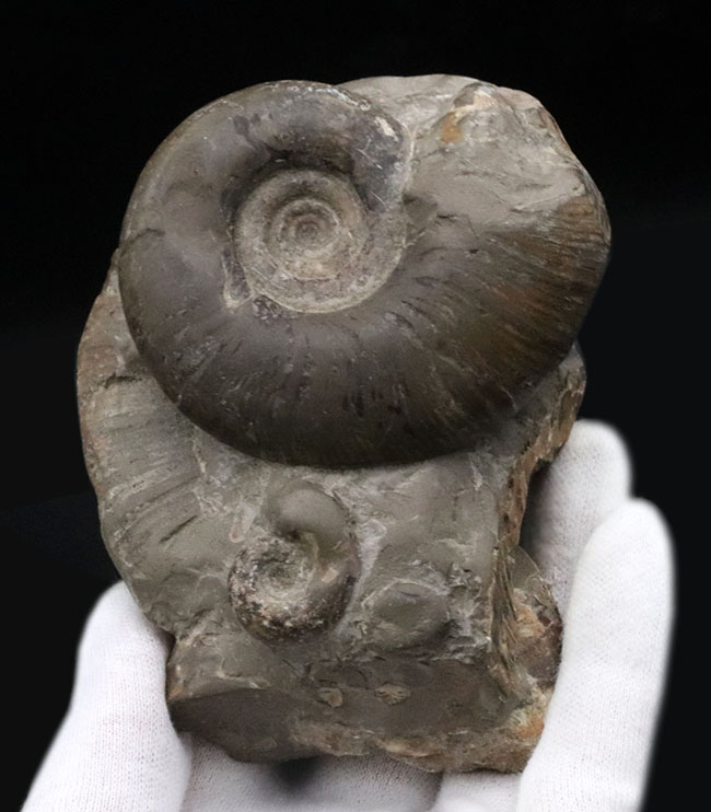 多数のアンモナイトが両面に集結したにぎやかな群集化石！二面展示可能！北海道産アンモナイト（Ammonite）の群集化石