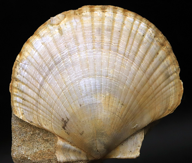 本体７７ミリ！非常に立派な、イタリア産のホタテ貝（Pecten flabelifoomis）の化石 化石 販売