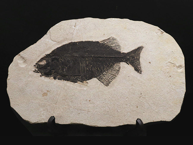古代魚コレクター必見！ベリーレア！米国ワイオミング州グリーン・リバー層で発見された古代魚、ファレオドゥス（Phareodus ）の全身標本（その1）