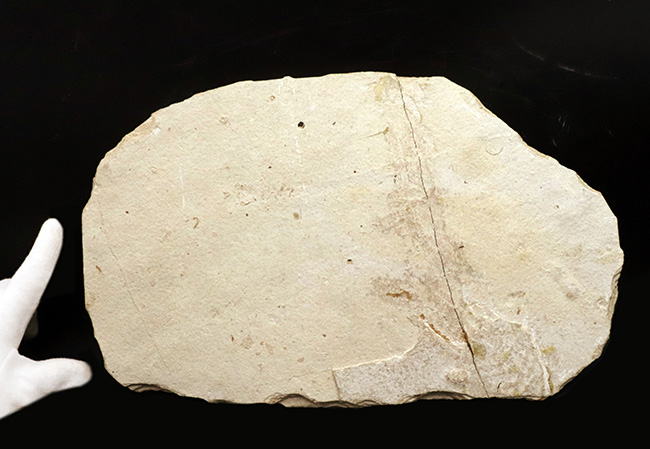 古代魚コレクター必見！ベリーレア！米国ワイオミング州グリーン・リバー層で発見された古代魚、ファレオドゥス（Phareodus ）の全身標本（その10）