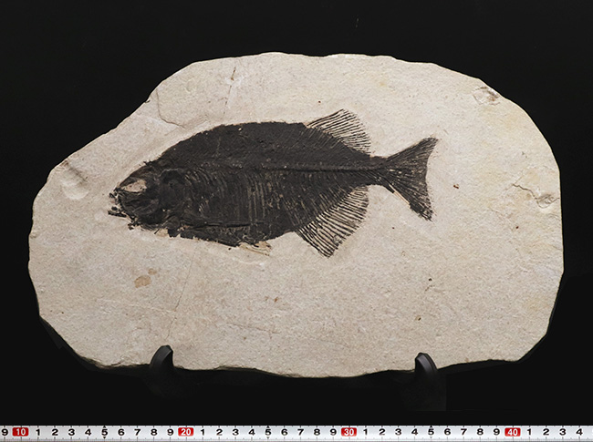 古代魚コレクター必見！ベリーレア！米国ワイオミング州グリーン・リバー層で発見された古代魚、ファレオドゥス（Phareodus ）の全身標本（その12）