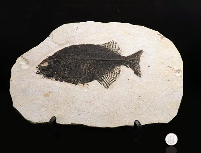 古代魚コレクター必見！ベリーレア！米国ワイオミング州グリーン・リバー層で発見された古代魚、ファレオドゥス（Phareodus ）の全身標本 化石 販売